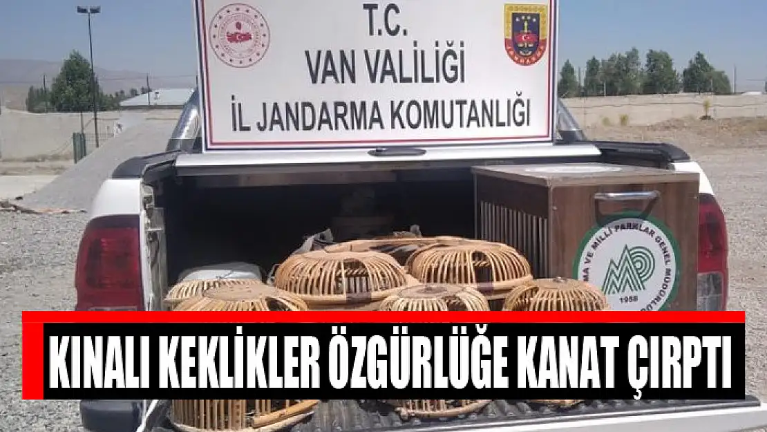 Kınalı keklikler özgürlüğe kanat çırptı