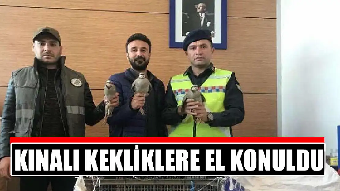 Kınalı kekliklere el konuldu