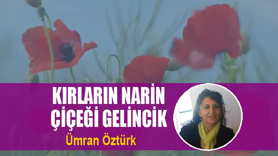 Kırların Narin Çiçeği Gelincik