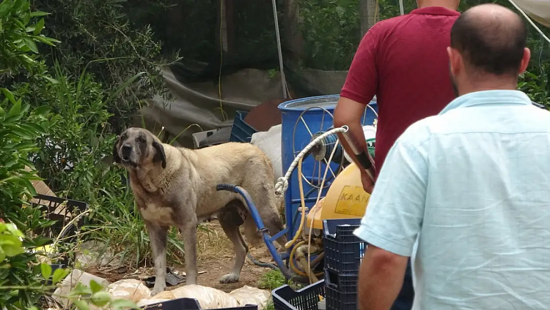 Köpek, yaşlı kadını yaraladı ekipler güçlükle yakaladı