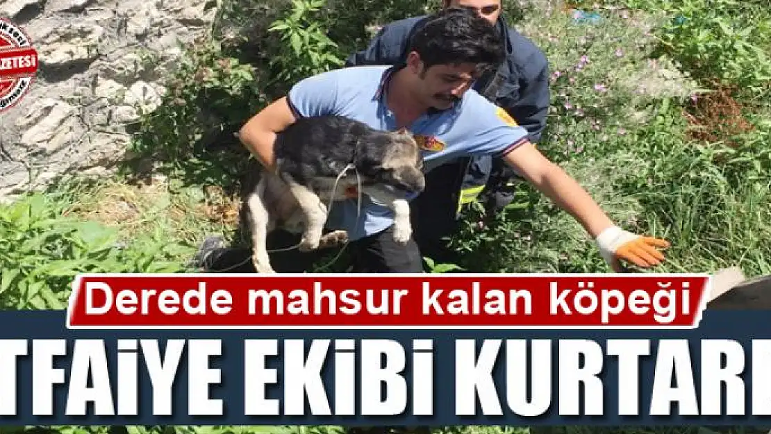 Derede mahsur kalan köpek, itfaiye ekipleri tarafından kurtarıldı