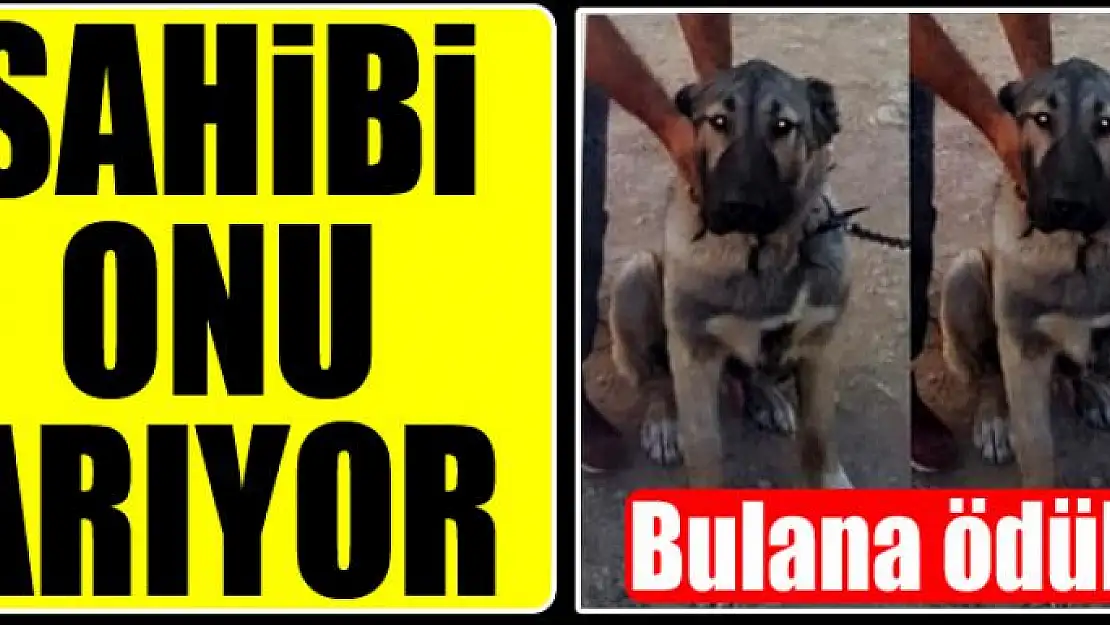 Sahibi onu arıyor… Bulana ödül