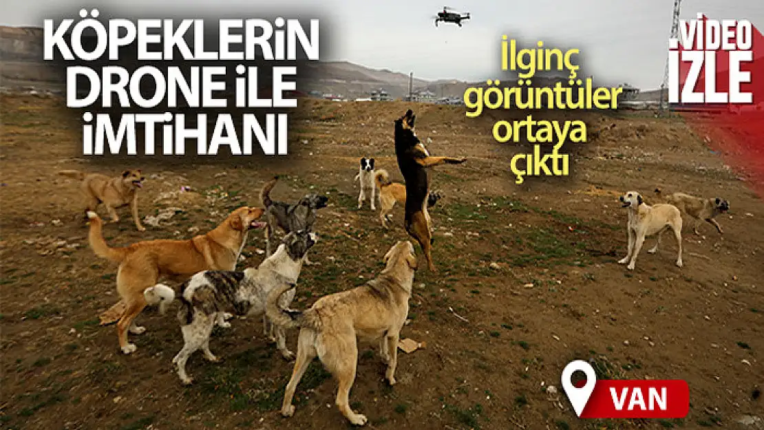 Köpeklerin drone ile imtihanı kamerada