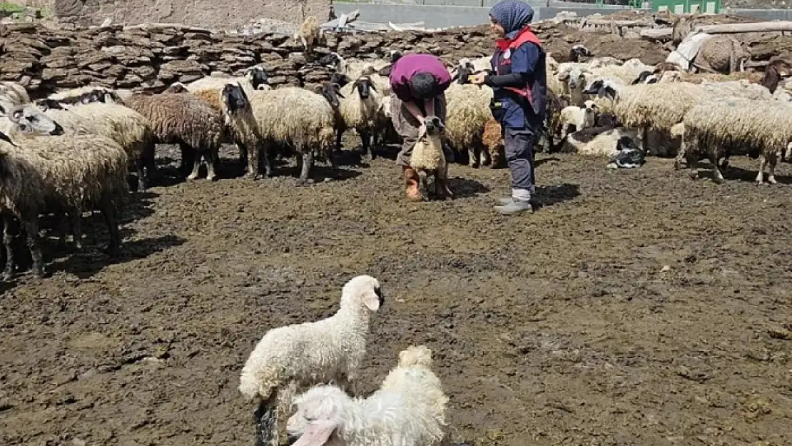 Küçükbaş hayvanlara küpe ve aşı çalışması