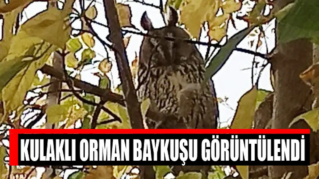 Kulaklı orman baykuşu görüntülendi