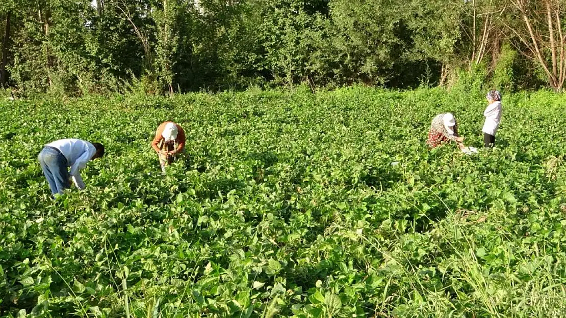 Kuraklıklar Vanlı Çiftçileri Etkiledi