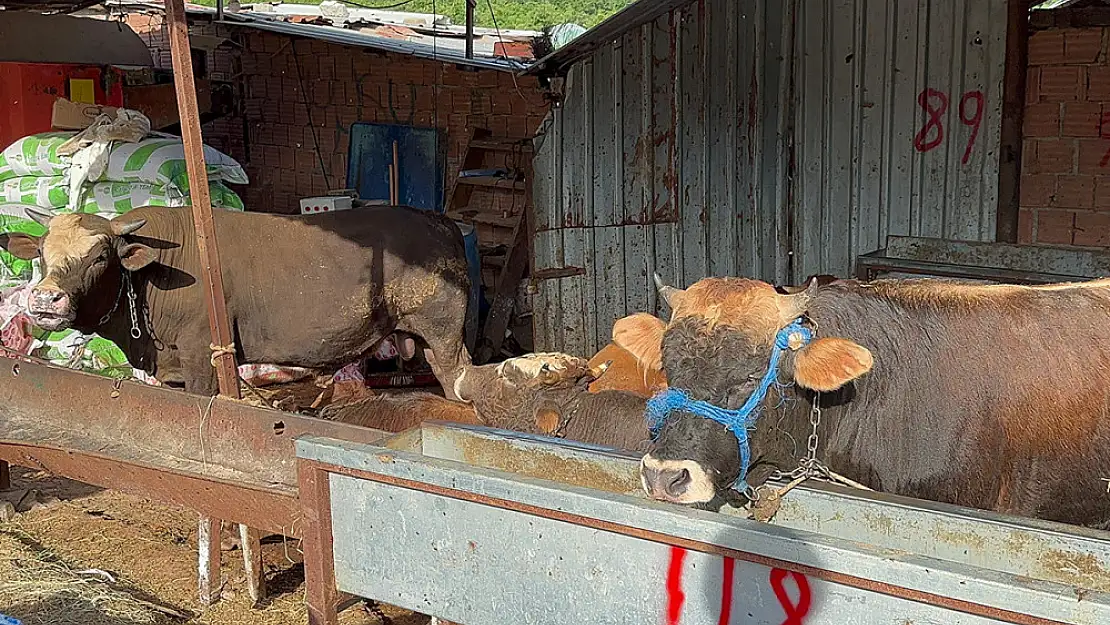 Kurban Bayramı öncesinde hayvan satışlarına