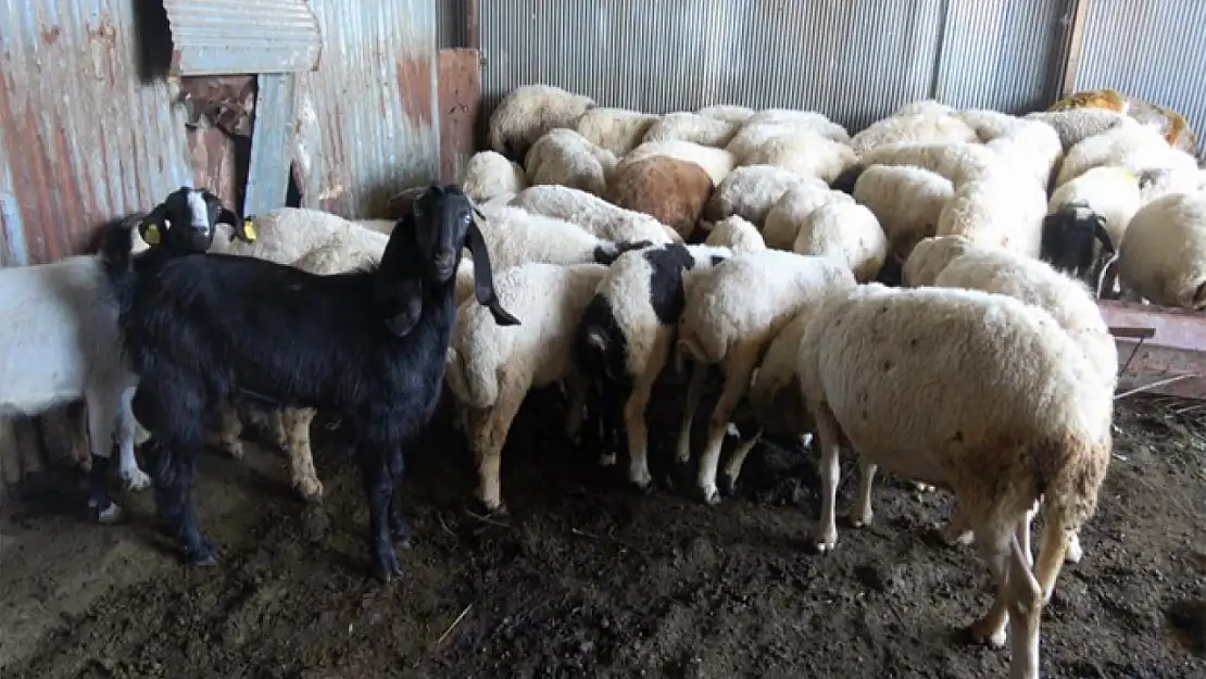 Kurbanlık alırken küpe ve ağırlık uyarısı