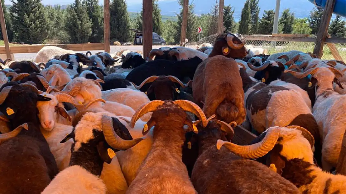 Kurbanlıklar görücüye çıkmaya başladı