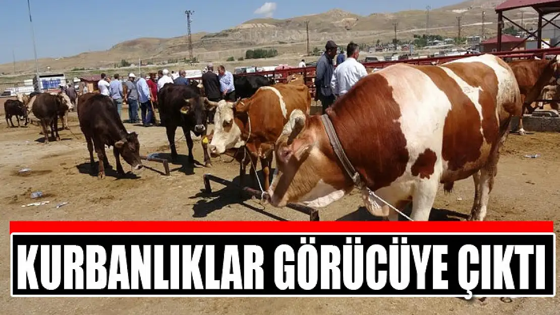 Kurbanlıklar görücüye çıktı