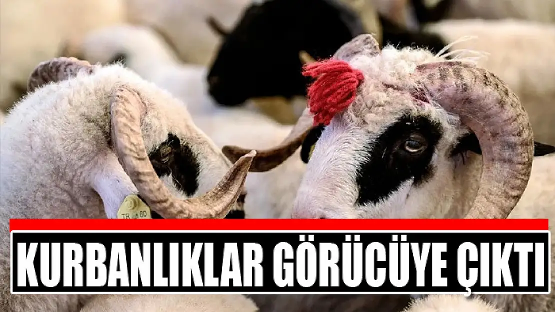 Kurbanlıklar görücüye çıktı