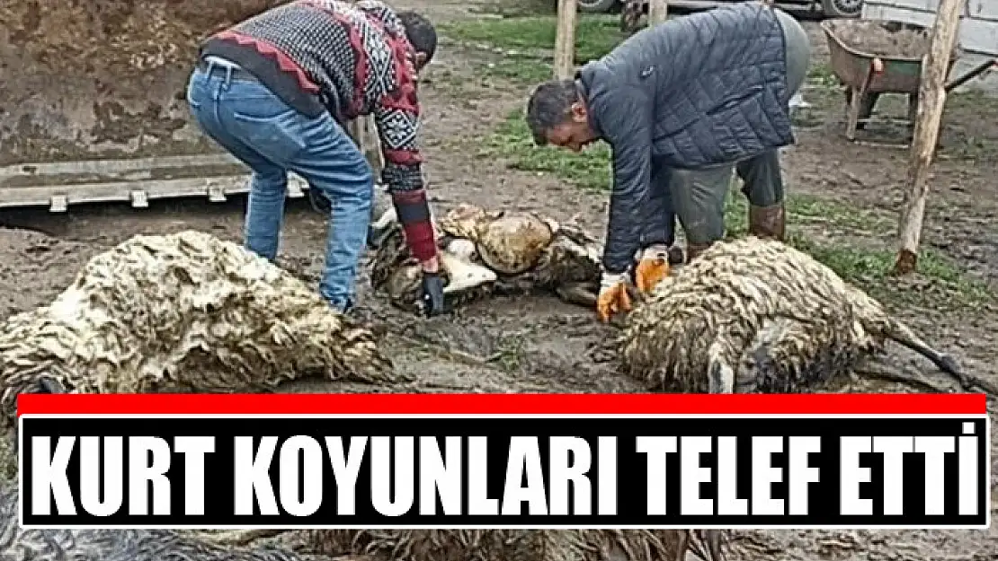 Kurt koyunları telef etti