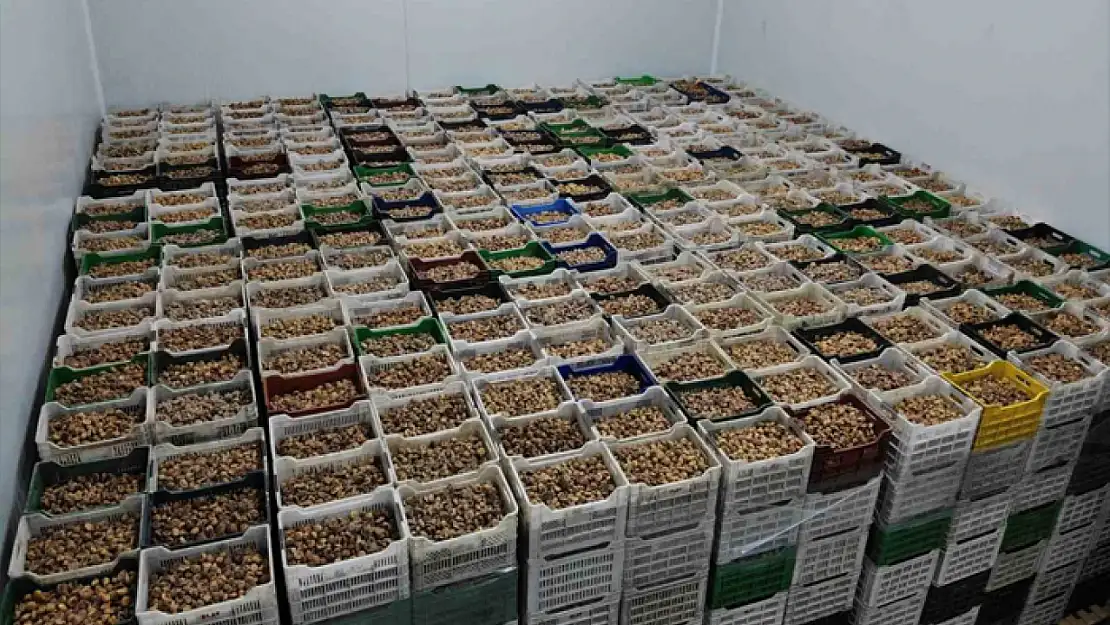 Kuru incir ihracatı yüzde 28 büyüdü