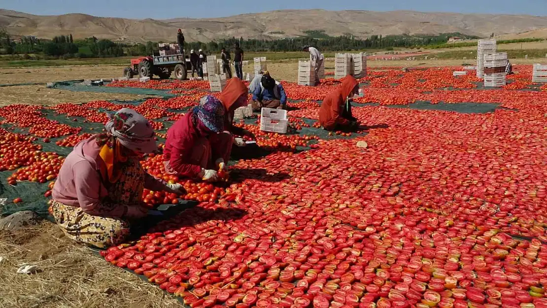 Kurutmalık domateste hasat devam ediyor