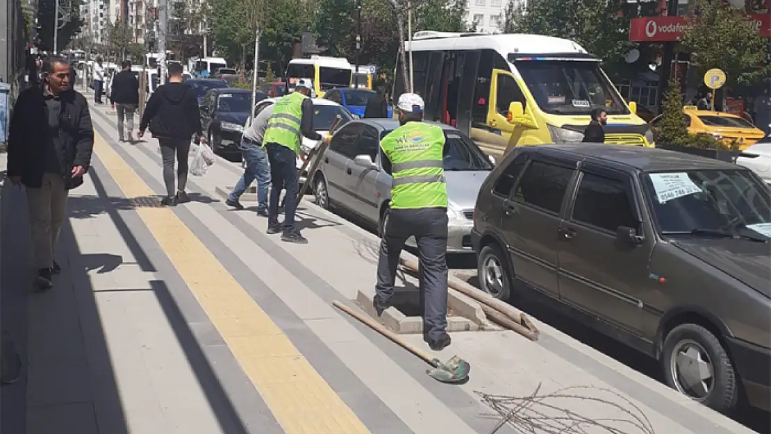 Kuruyan ağaçların yerine yeni fidanlar dikiliyor