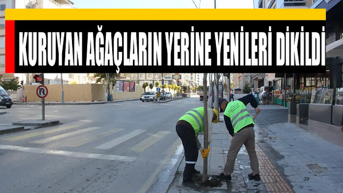 KURUYAN AĞAÇLARIN YERİNE YENİLERİ DİKİLDİ