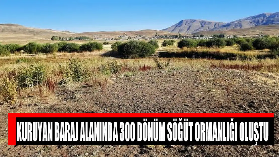 Kuruyan baraj alanında 300 dönüm söğüt ormanlığı oluştu