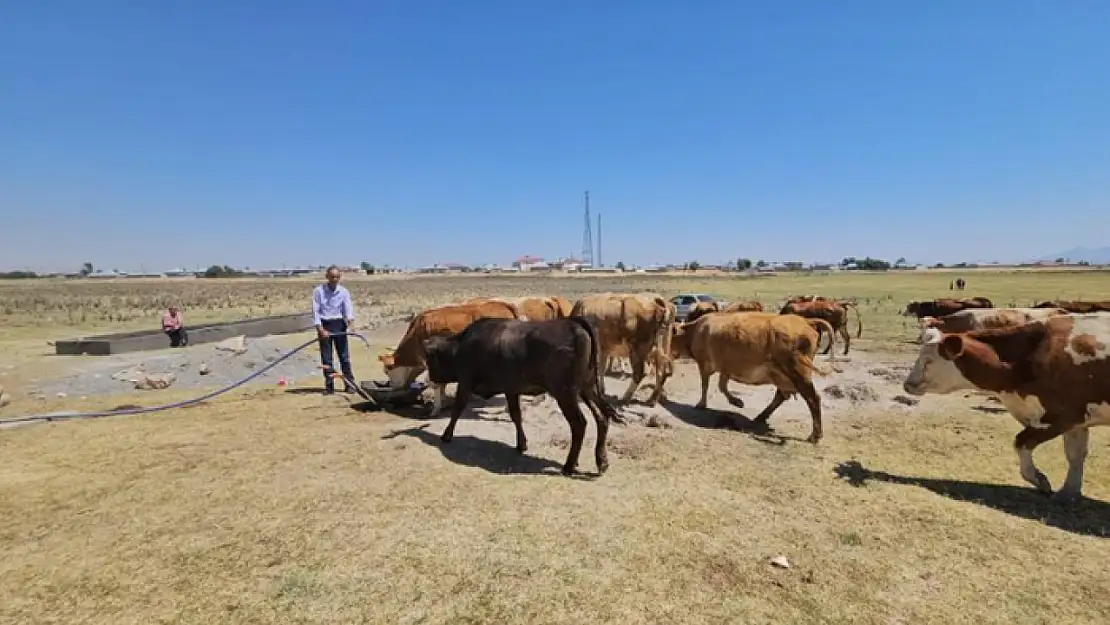Kuş Cenneti Arin Gölü kurudu: Hayvanlar susuz kaldı