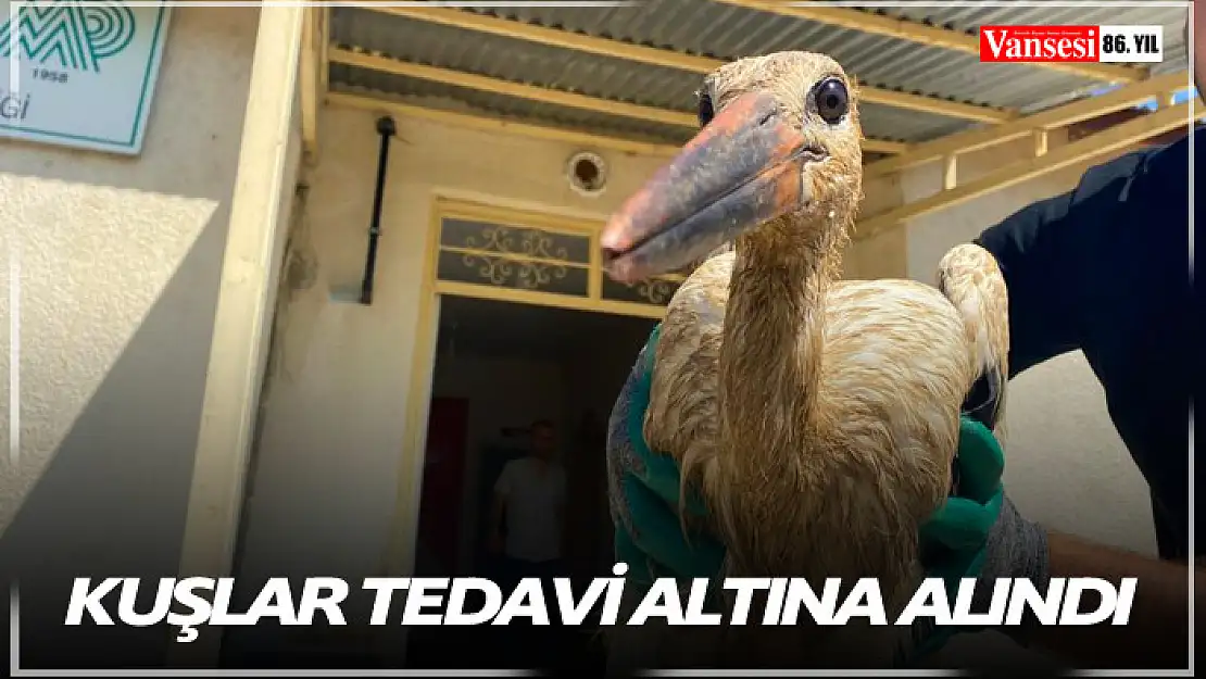 Kuşlar tedavi altına alındı