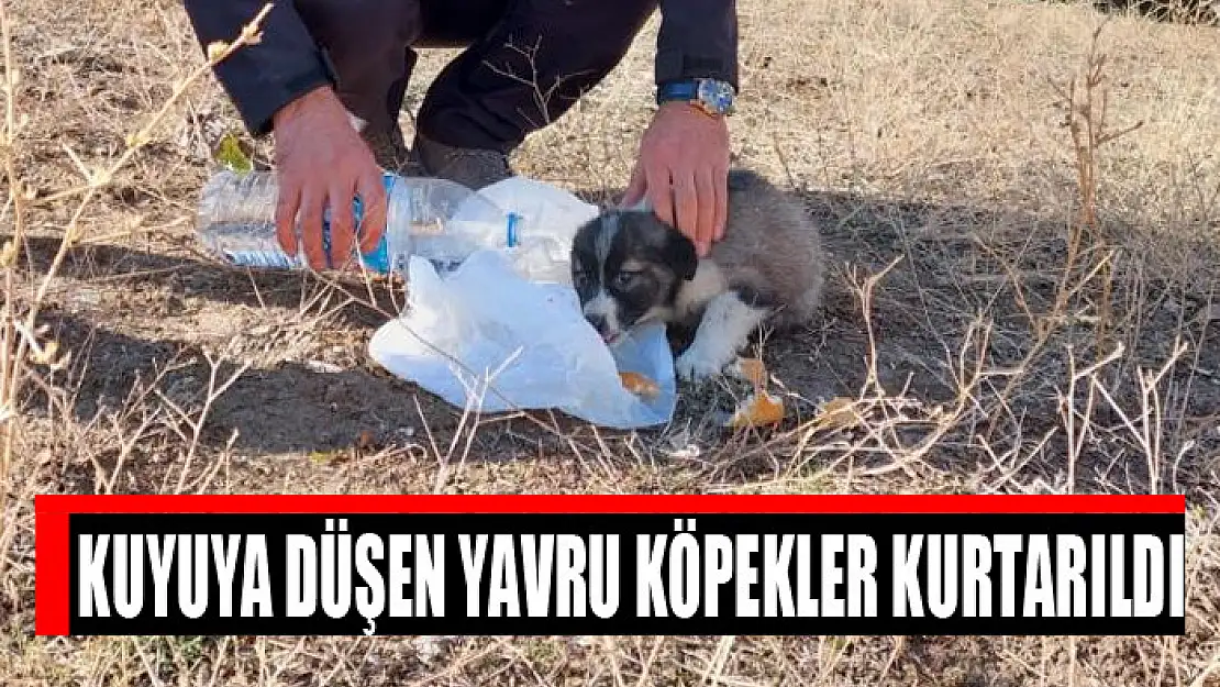 Kuyuya düşen yavru köpekler kurtarıldı