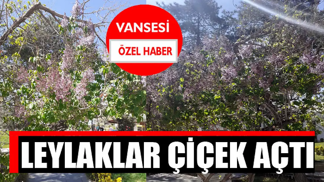 Leylaklar çiçek açtı