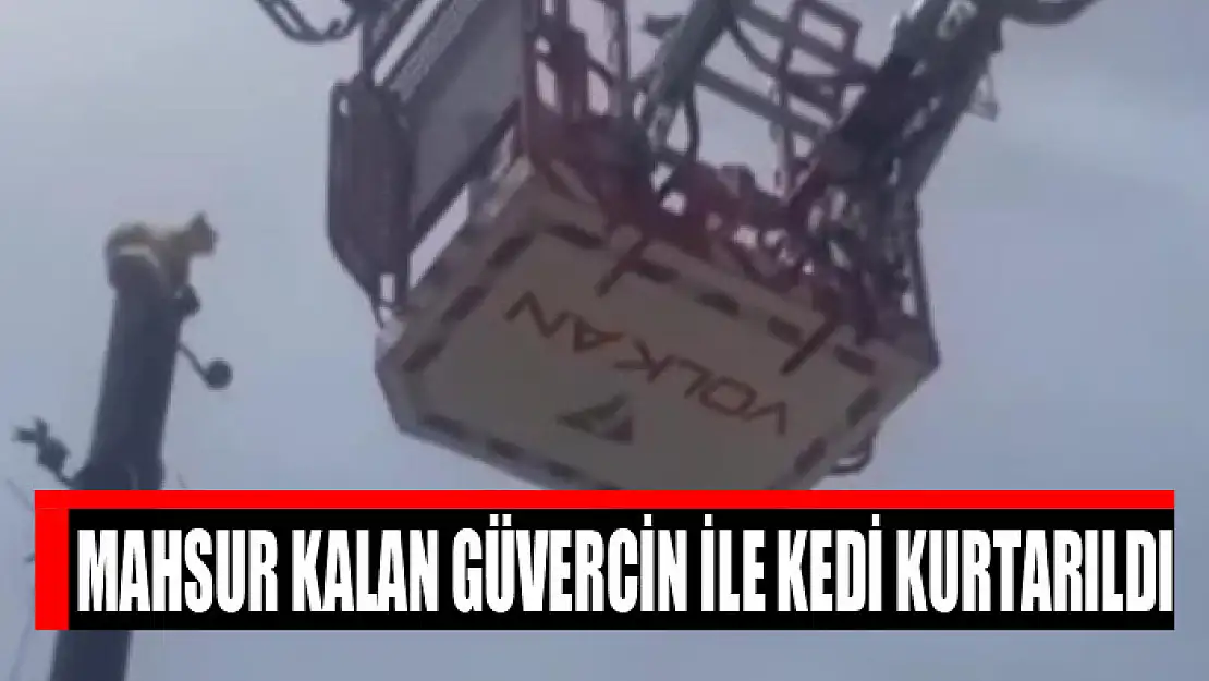 Mahsur kalan güvercin ile kedi kurtarıldı