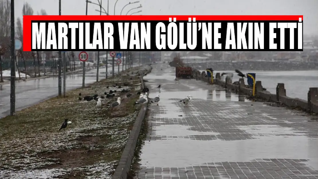 Martılar Van Gölü'ne akın etti