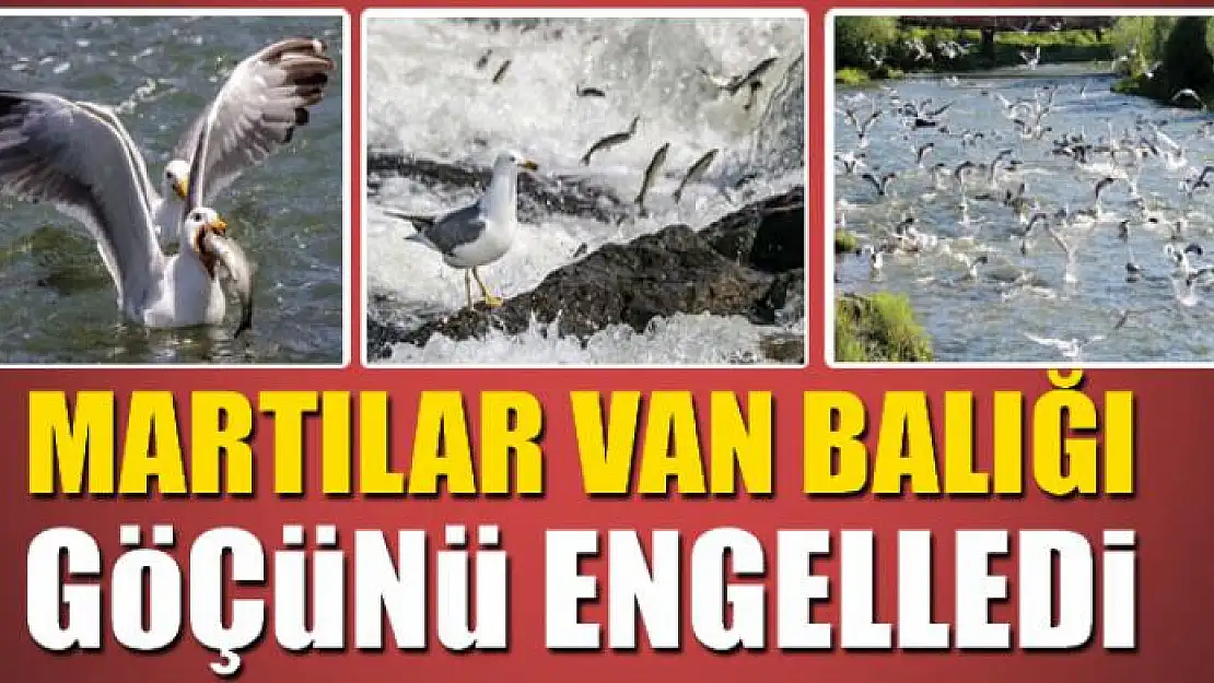 MARTILAR VAN BALIĞI GÖÇÜNÜ ENGELLEDİ