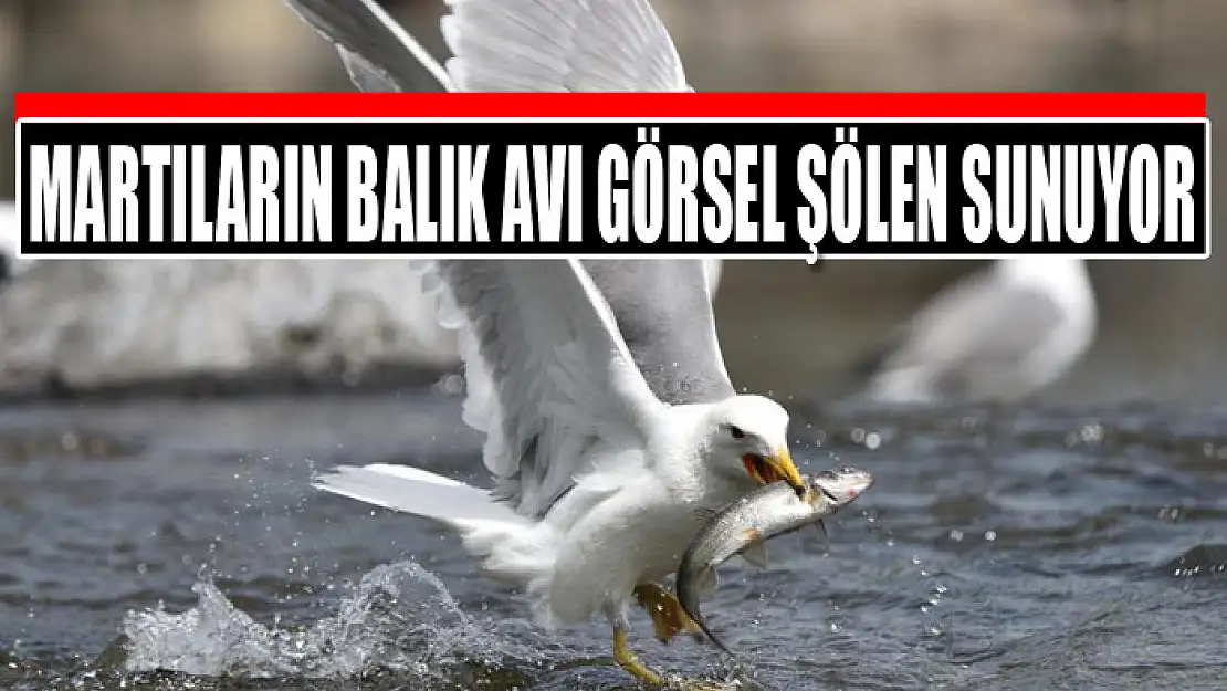 Martıların balık avı görsel şölen sunuyor