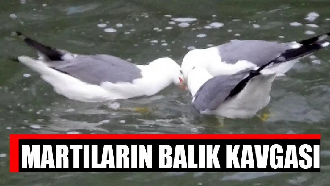 MARTILARIN BALIK KAVGASI