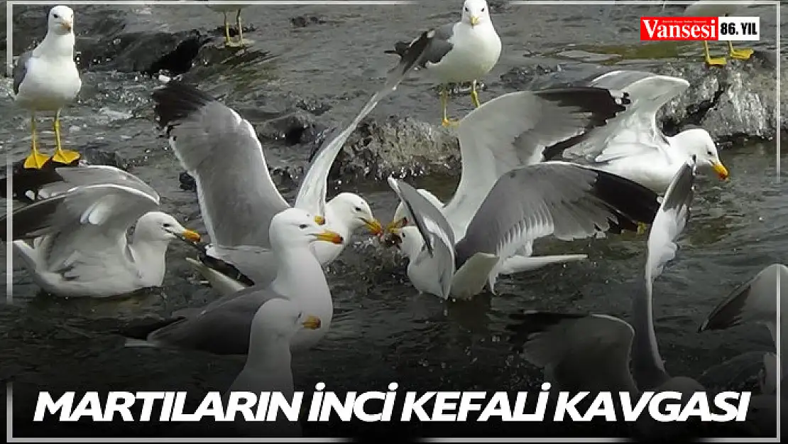 Martıların inci kefali kavgası