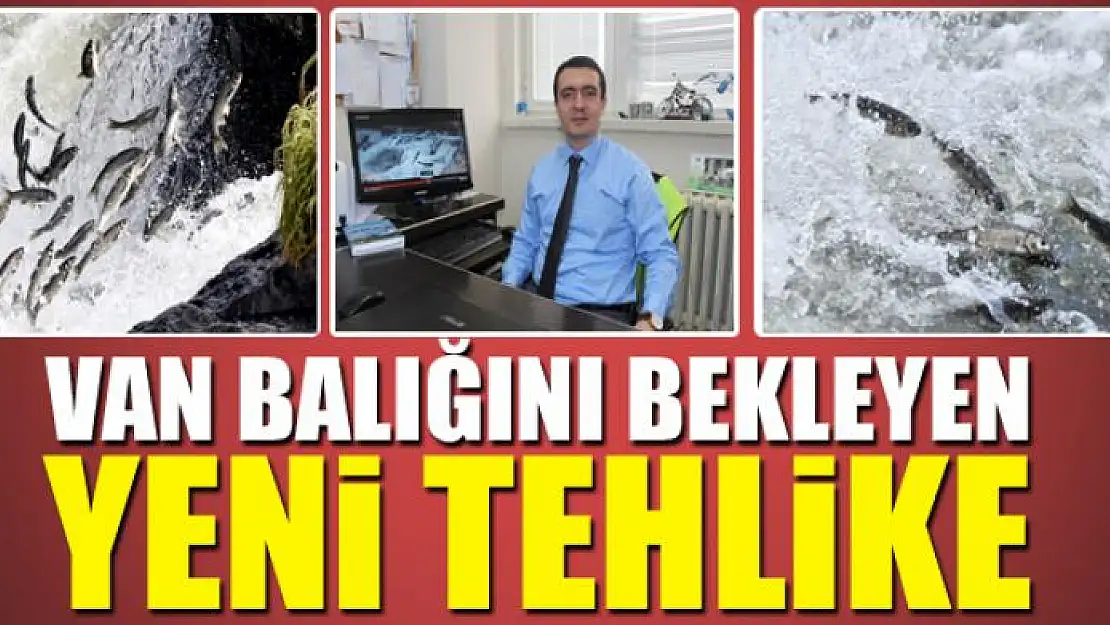 Van Balığını bekleyen yeni tehlike