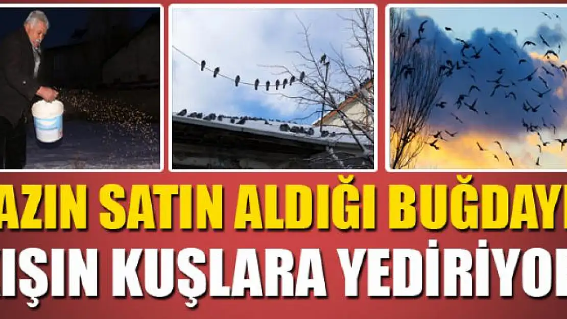 Yazın satın aldığı buğdayı kışın kuşlara yediriyor