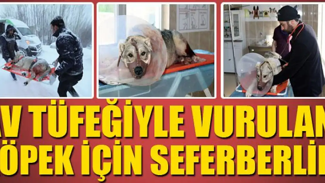 Av tüfeğiyle vurulan köpek için seferberlik