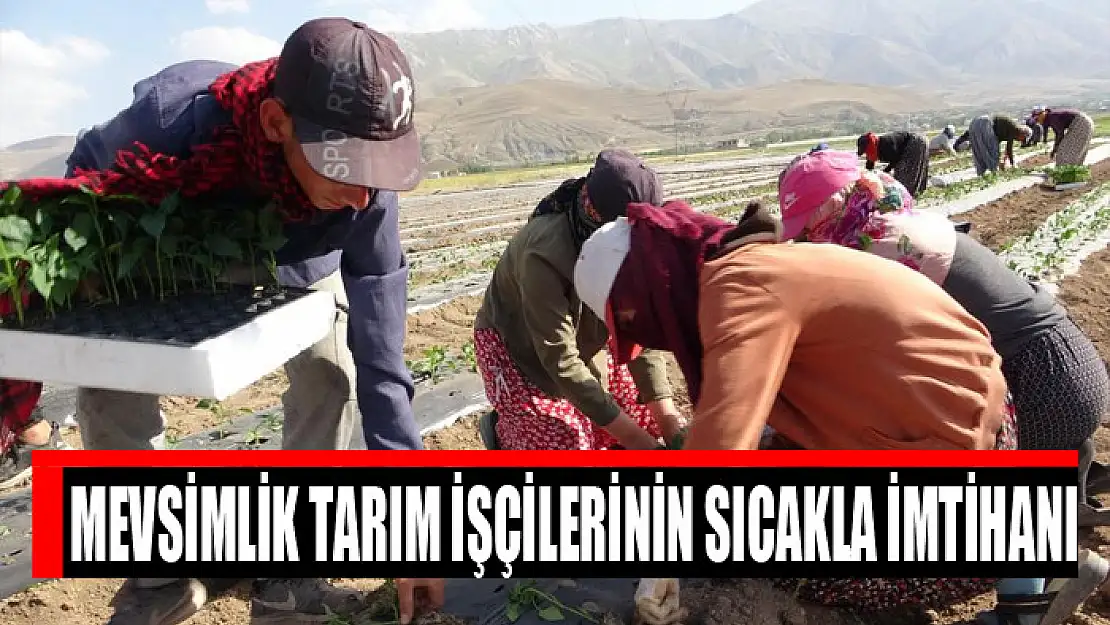 Mevsimlik tarım işçilerinin sıcakla imtihanı