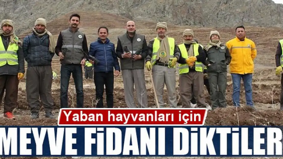 Yaban hayvanları için meyve fidanı diktiler 