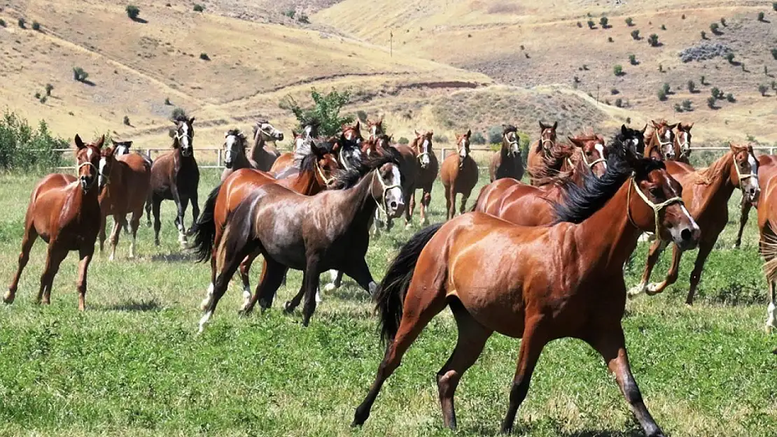 Milyonluk taylar görücüye çıkıyor