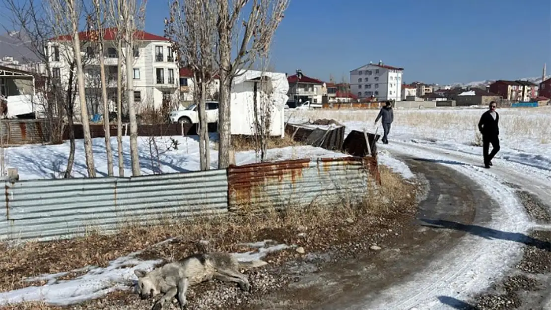 Minik Eslem'in ölümünden sonra köpekler toplanmaya başlandı