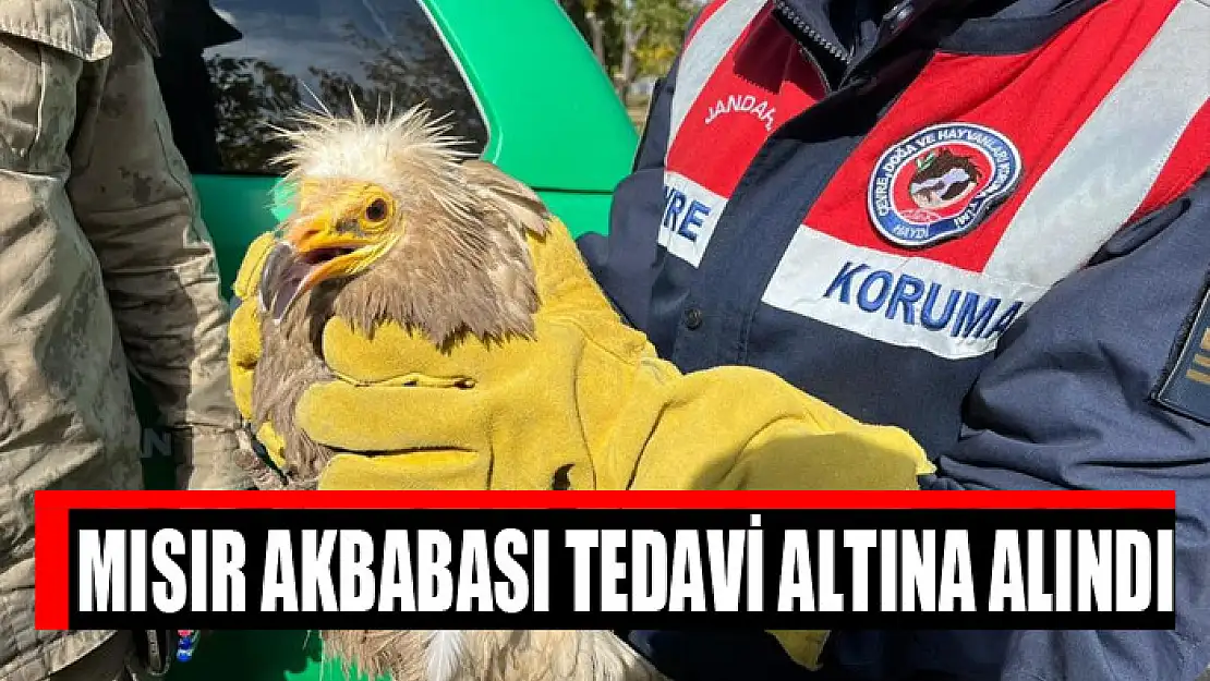 Mısır akbabası tedavi altına alındı