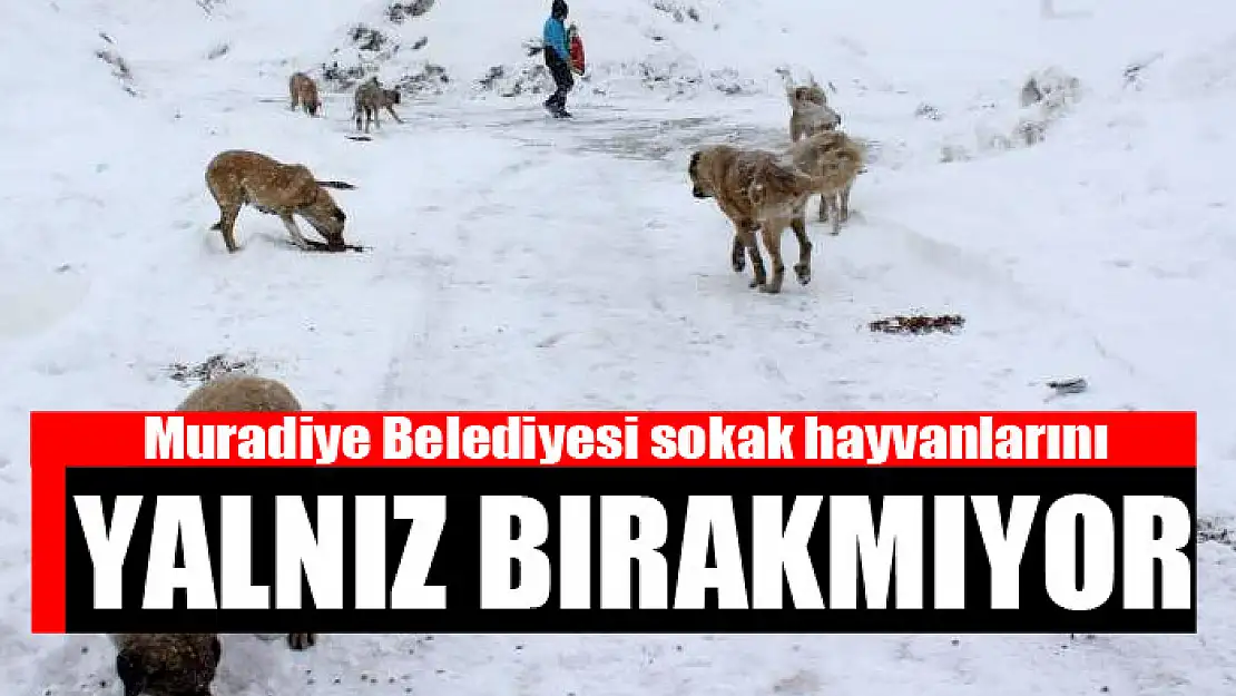 Muradiye Belediyesi sokak hayvanlarını yalnız bırakmıyor