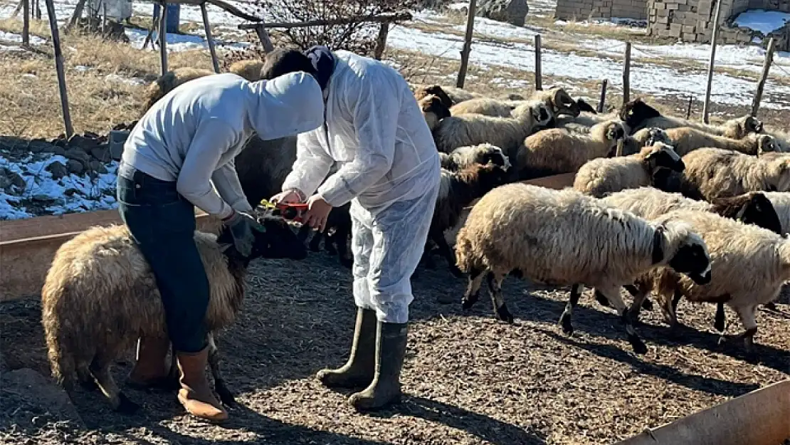 Muradiye'de küçükbaş hayvan aşılama çalışmaları