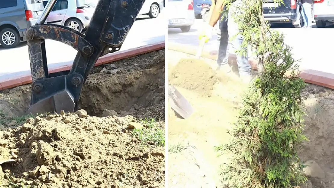 Muradiye'de kuruyan ağaçların yerine yeni fidanlar dikildi