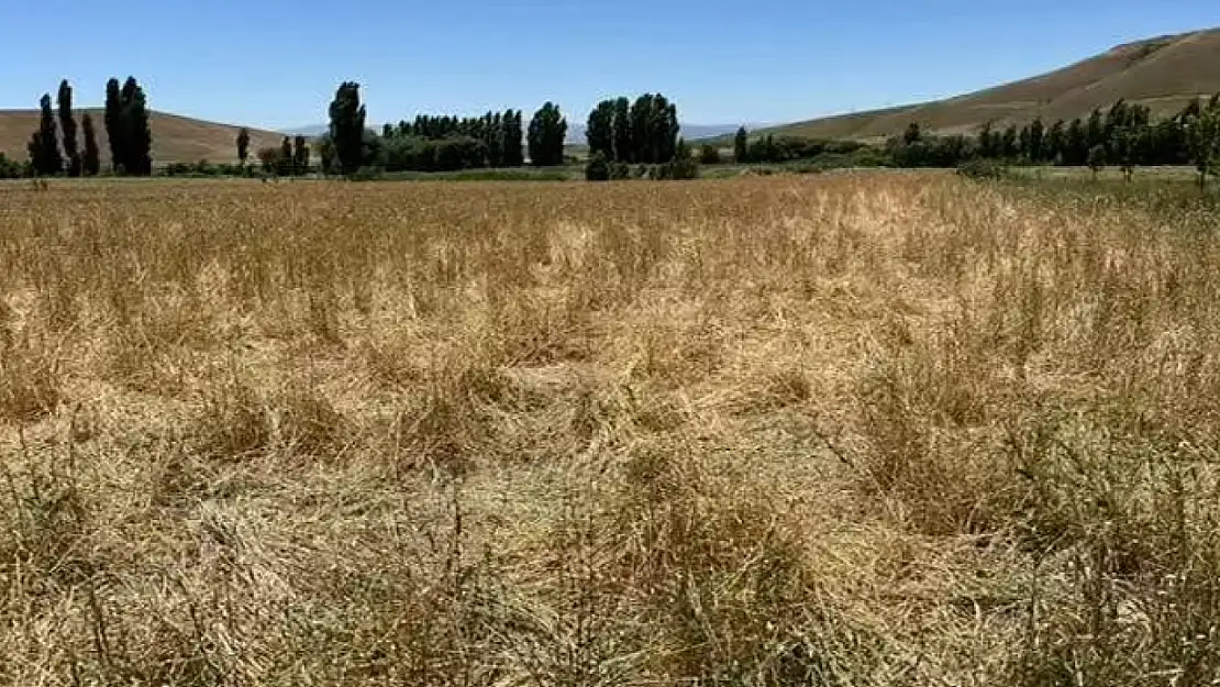 Muş'ta yaban domuzları ekili araziyi talan etti