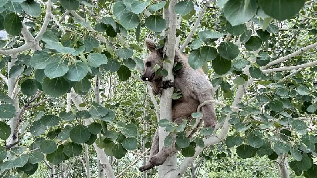 Nemrut'un maskot ayıları kış uykusundan uyandı