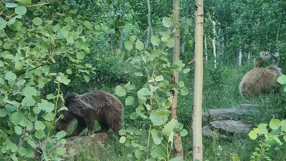 Nemurt'ta boz ayıları görüntülendi