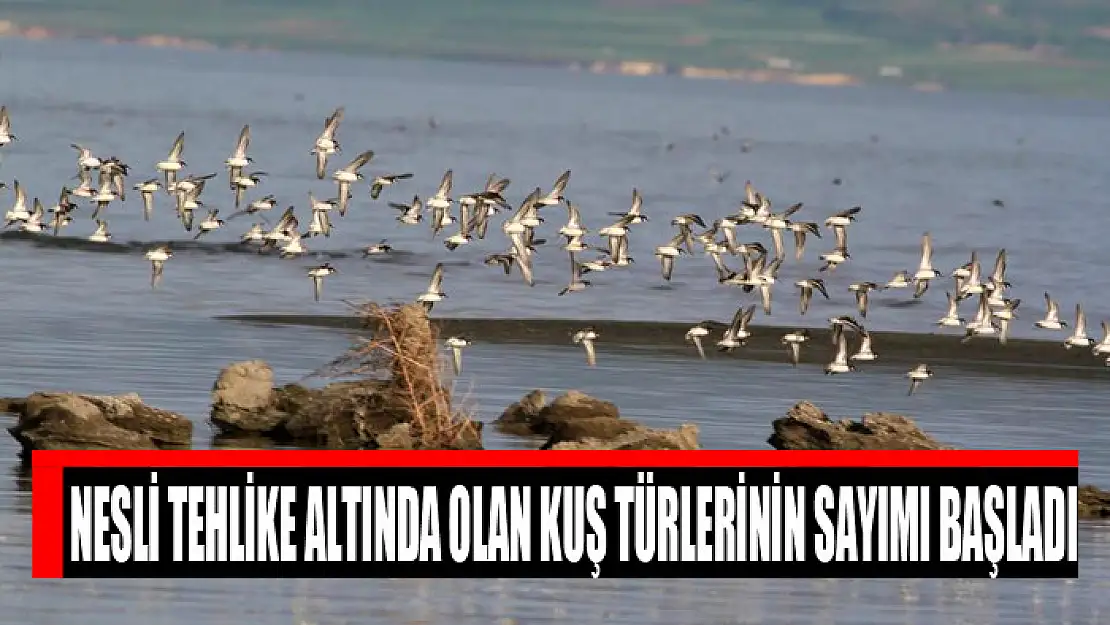 Nesli tehlike altında olan kuş türlerinin sayımı başladı