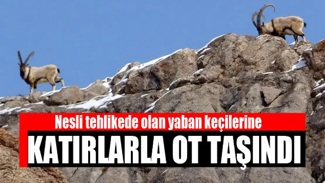 Nesli tehlikede olan yaban keçilerine katırlarla ot taşındı