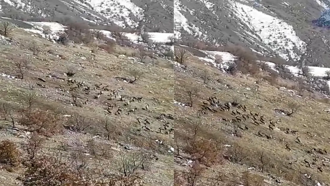 Nesli tükenme tehlikesi bulunuyordu, sürü halinde görüldü