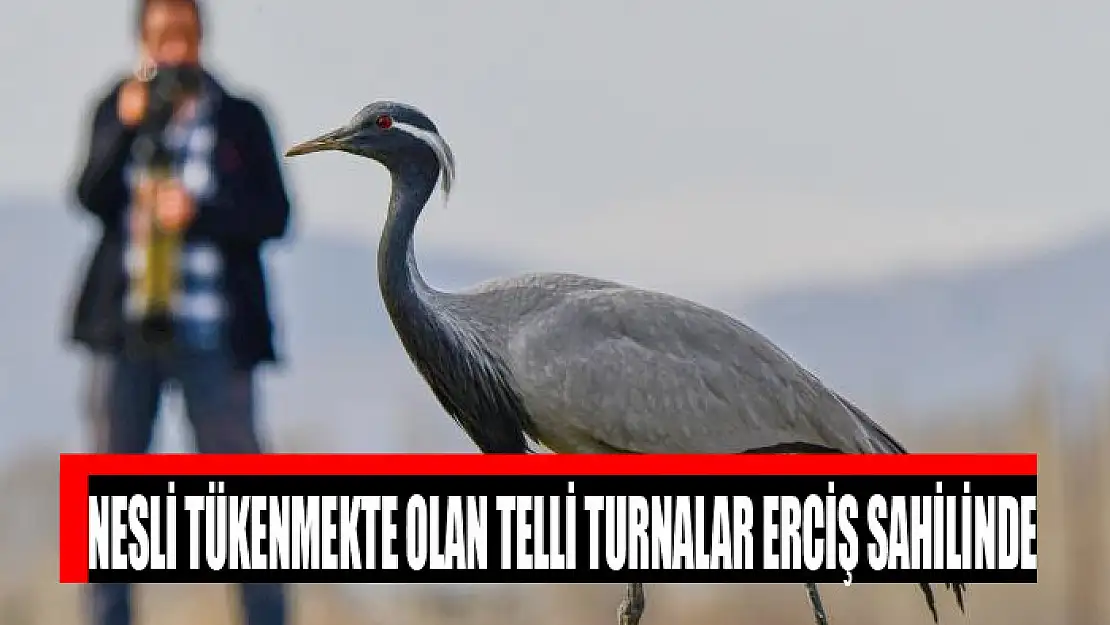 Nesli tükenmekte olan telli turnalar Erciş sahilinde