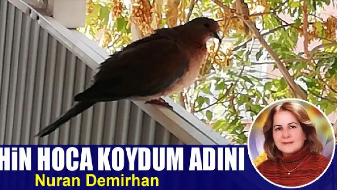 Şahin Hoca  koydum adını